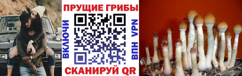 ссылка на мегу   Комсомольск-на-Амуре  Псилоцибиновые грибы GOLDEN TEACHER 